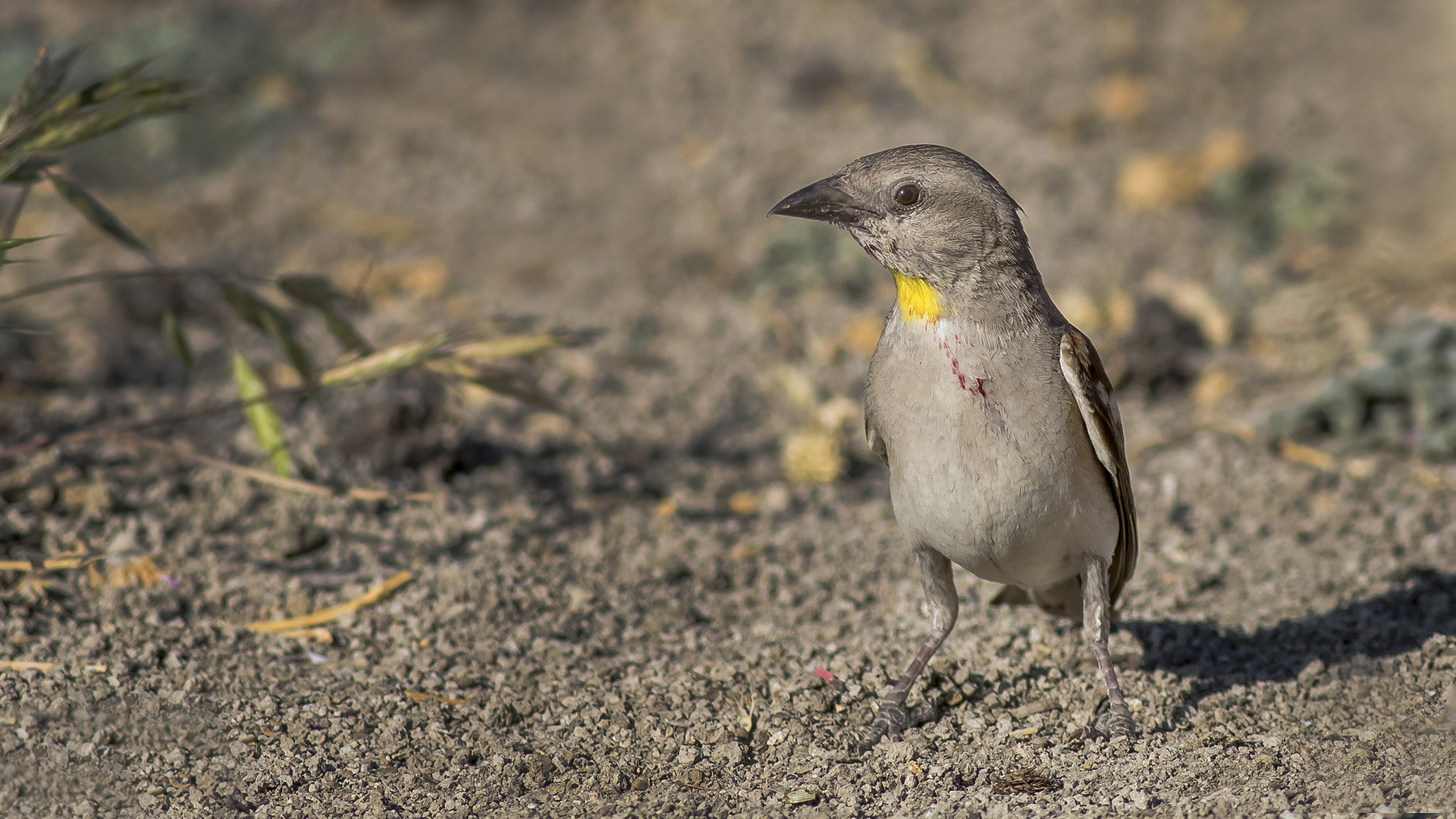 Yellow-throated Sparrow