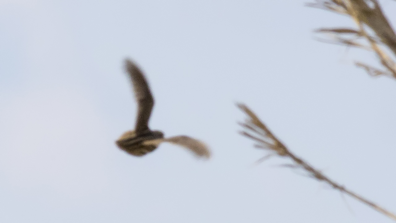 Common Quail