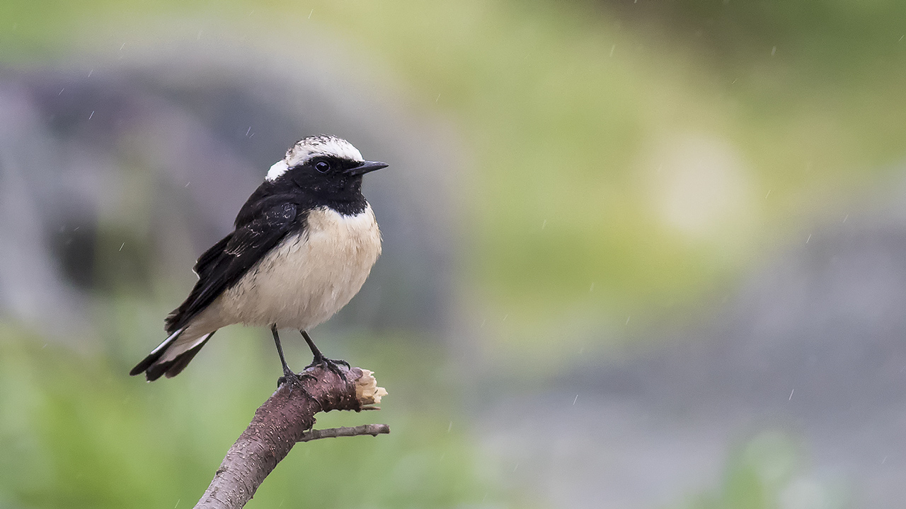 Cyprus Wheatear