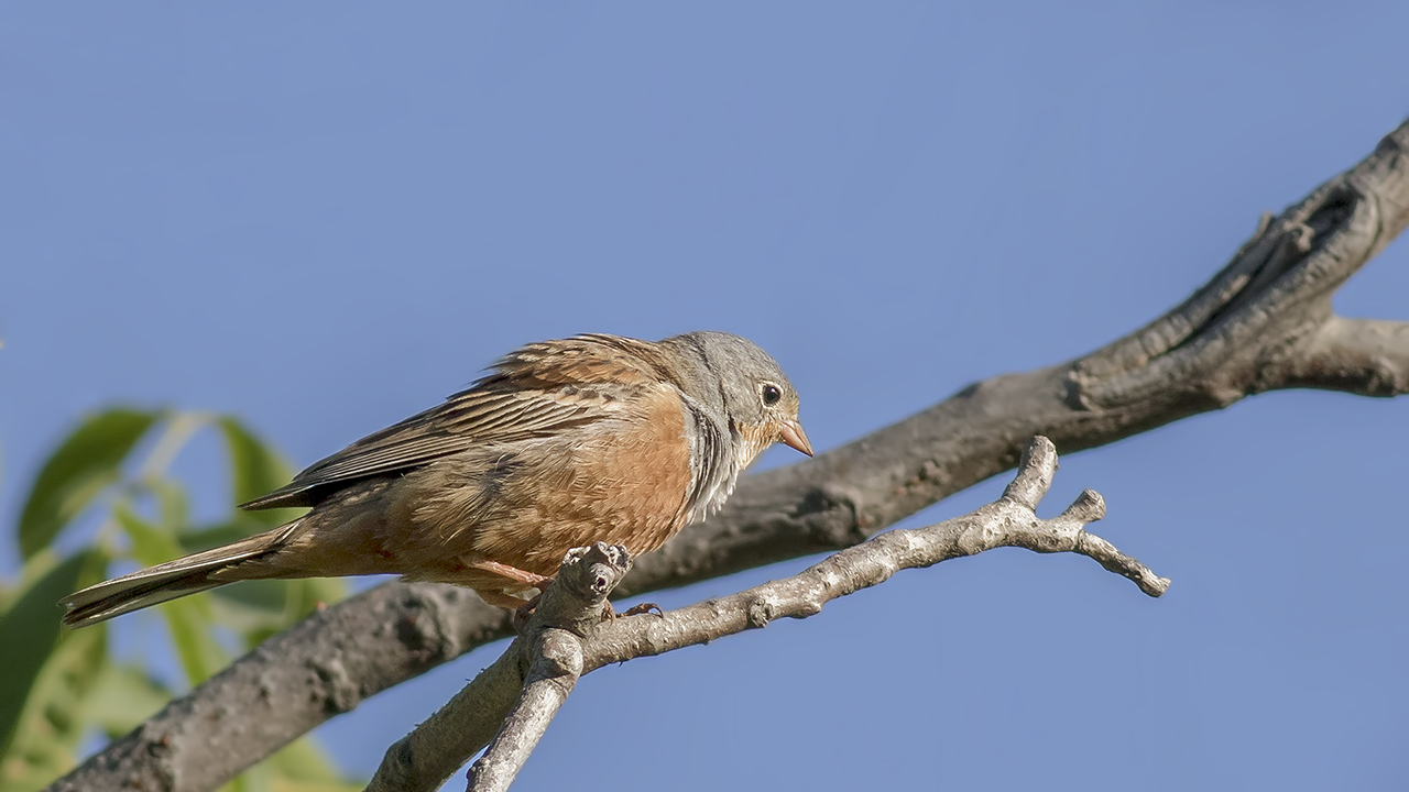Cretzschmar's Bunting