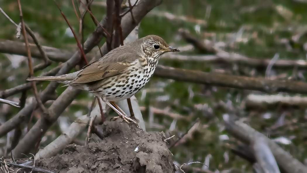 Song Thrush
