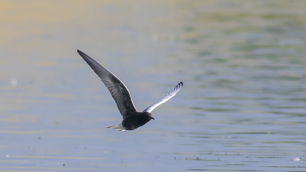 White-winged Tern