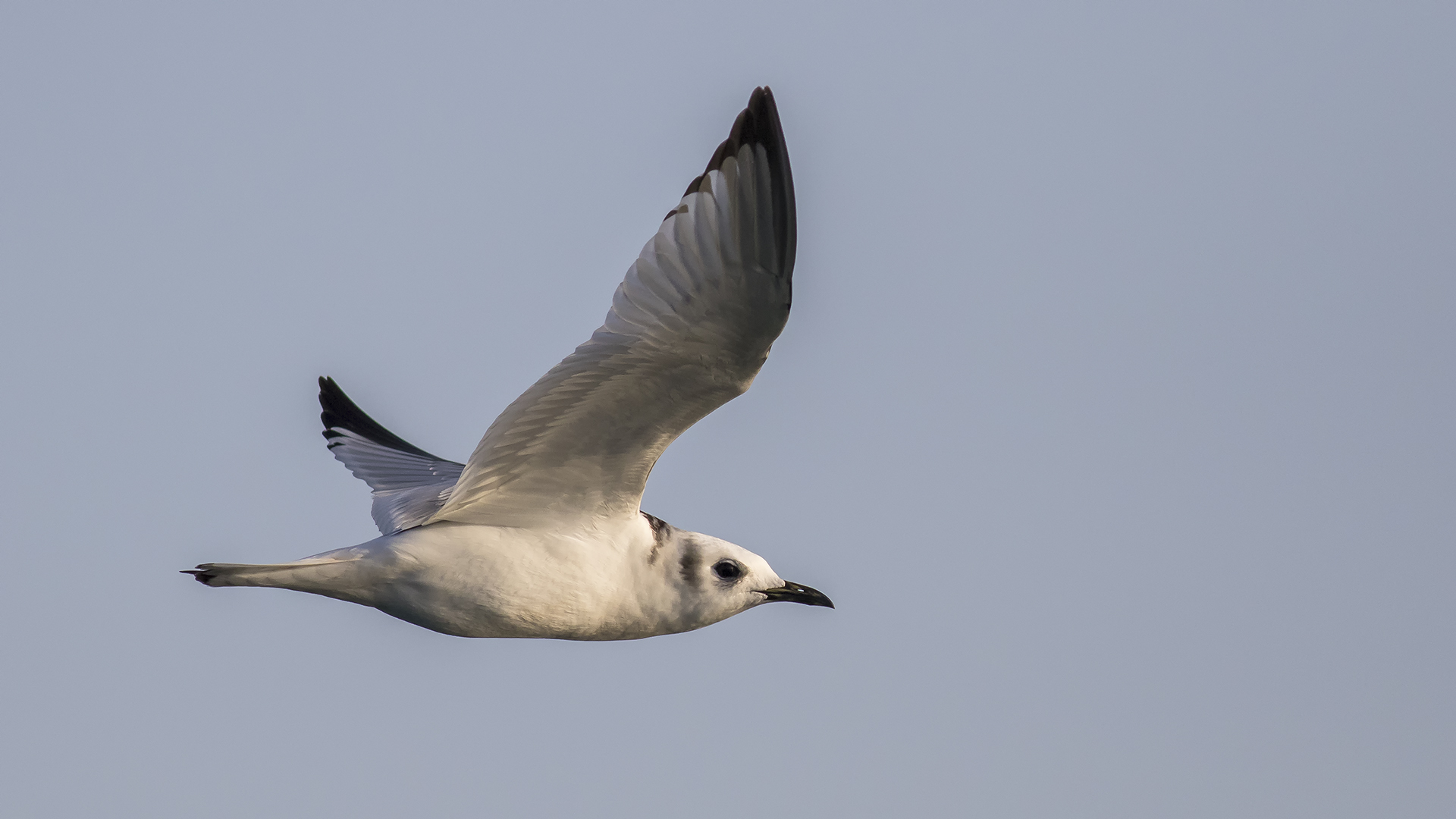 Black-legged Kittiwake