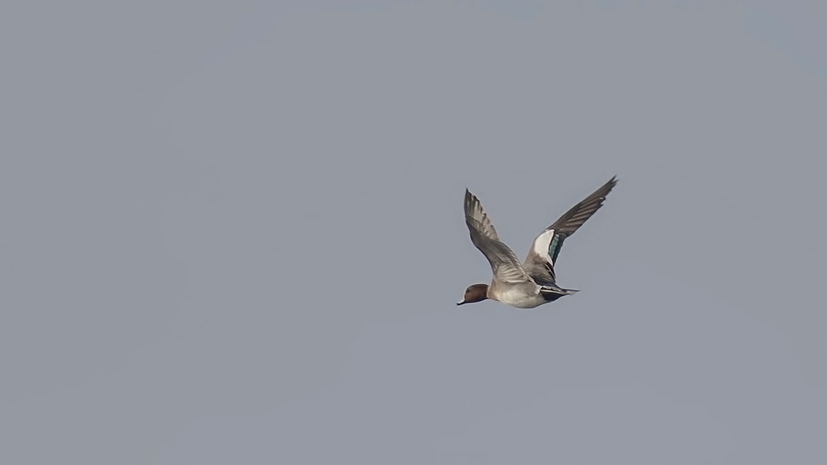 Eurasian Wigeon