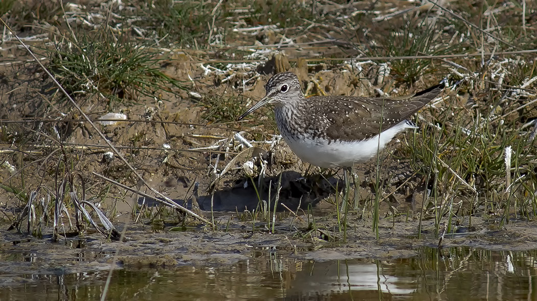 Green Sandpiper