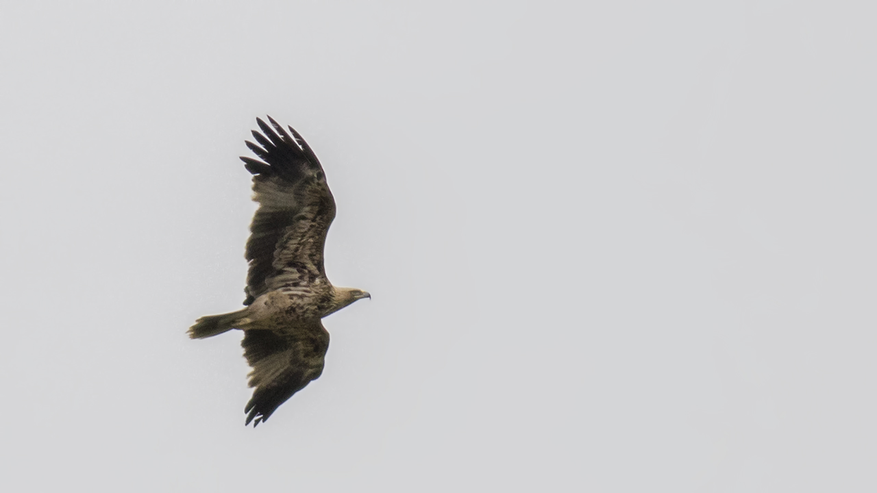 Imperial Eagle