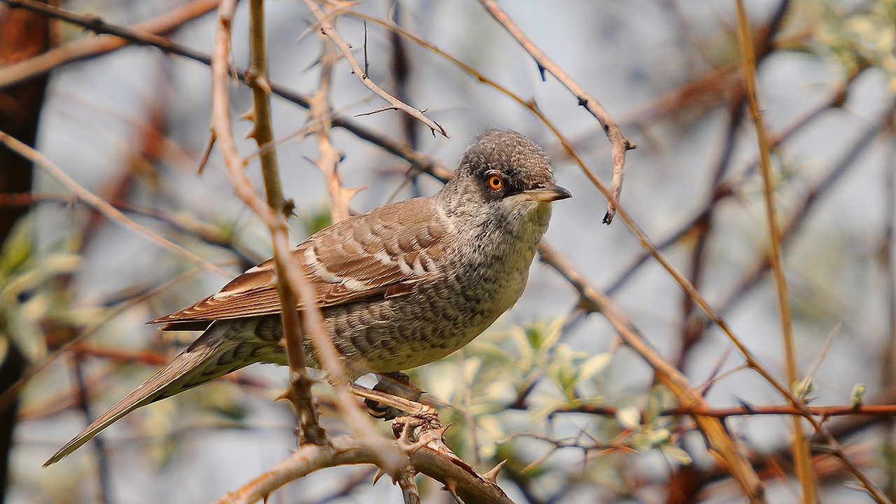 Barred Warbler