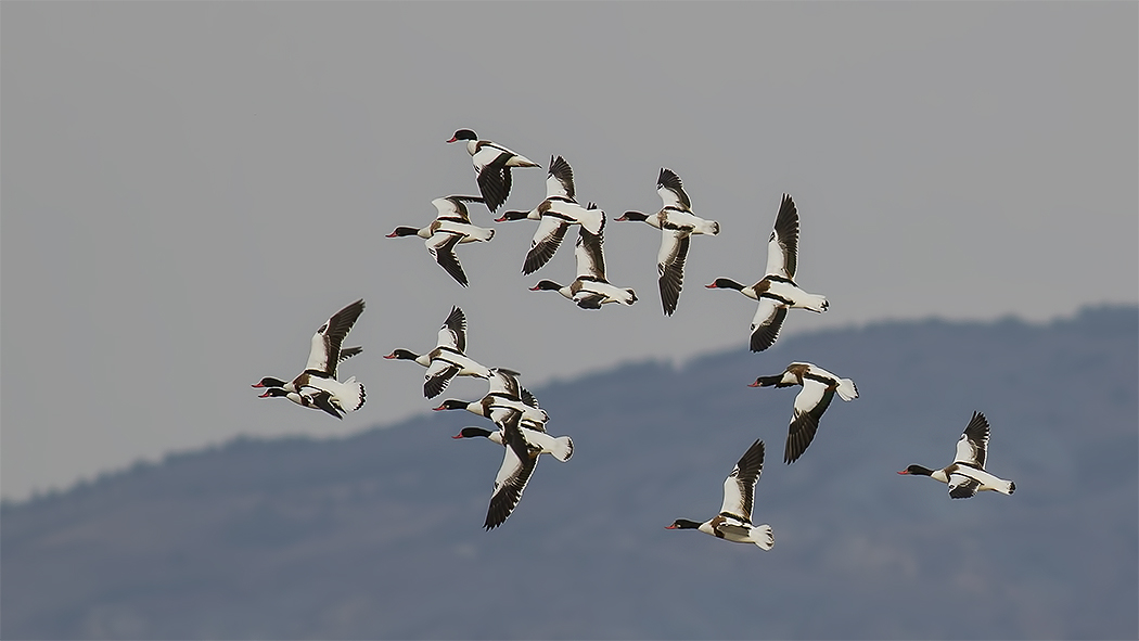 Common Shelduck