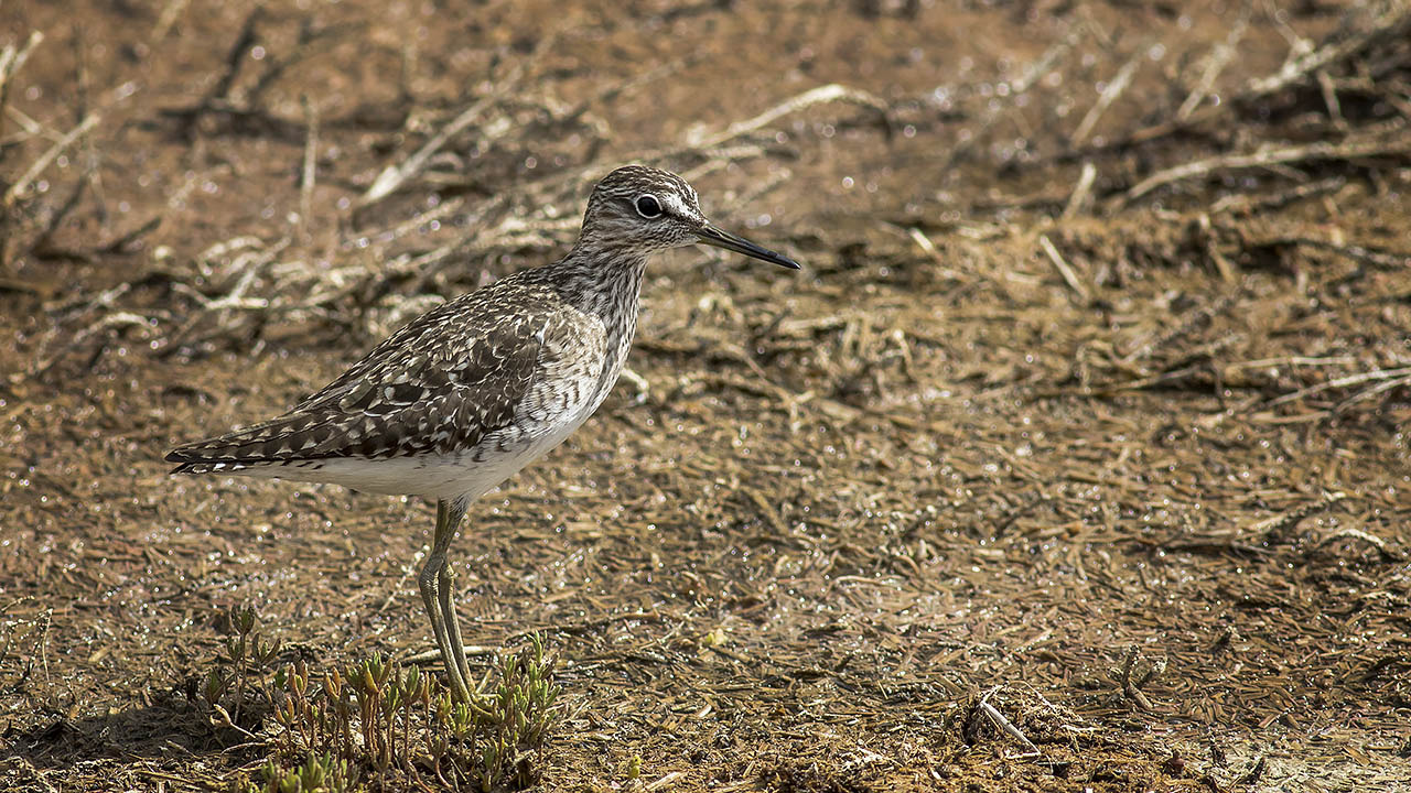 Wood Sandpiper