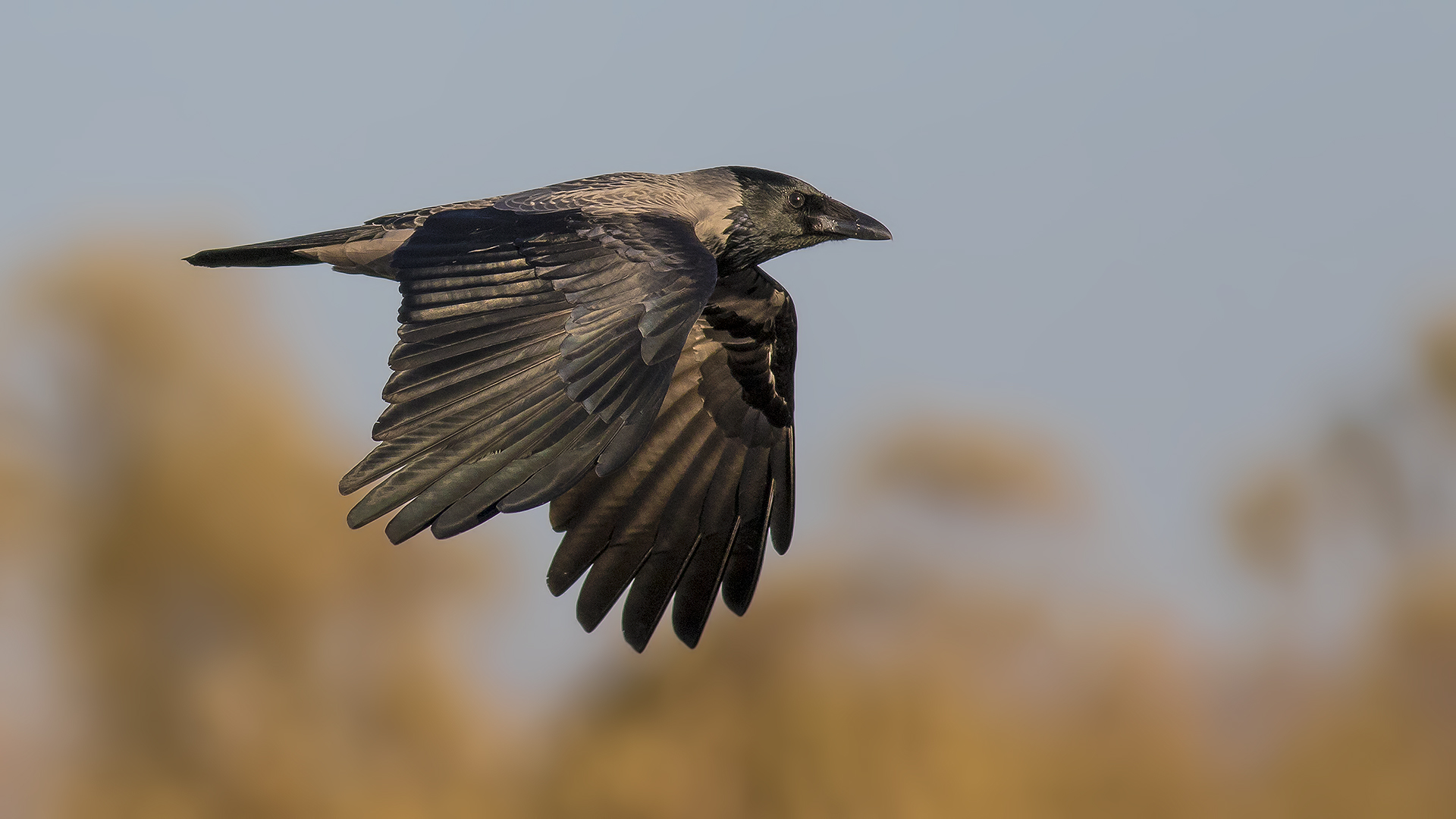 Hooded Crow