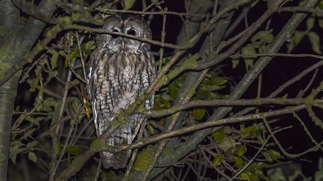 Tawny Owl