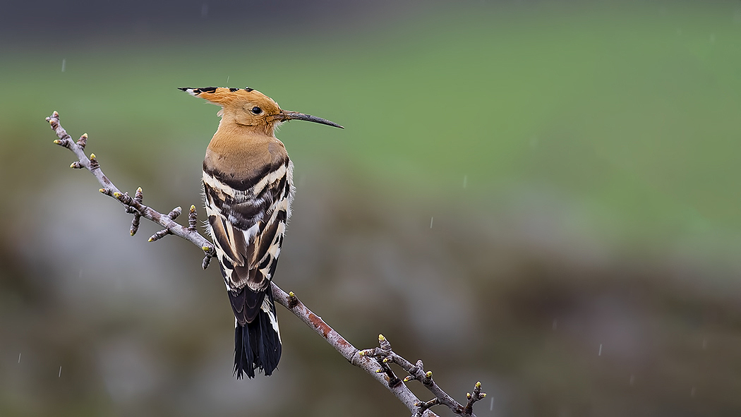 Eurasian Hoopoe