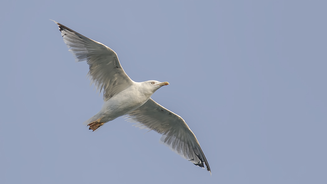Yellow-legged Gull