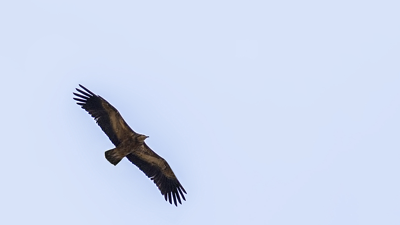 Eurasian Griffon