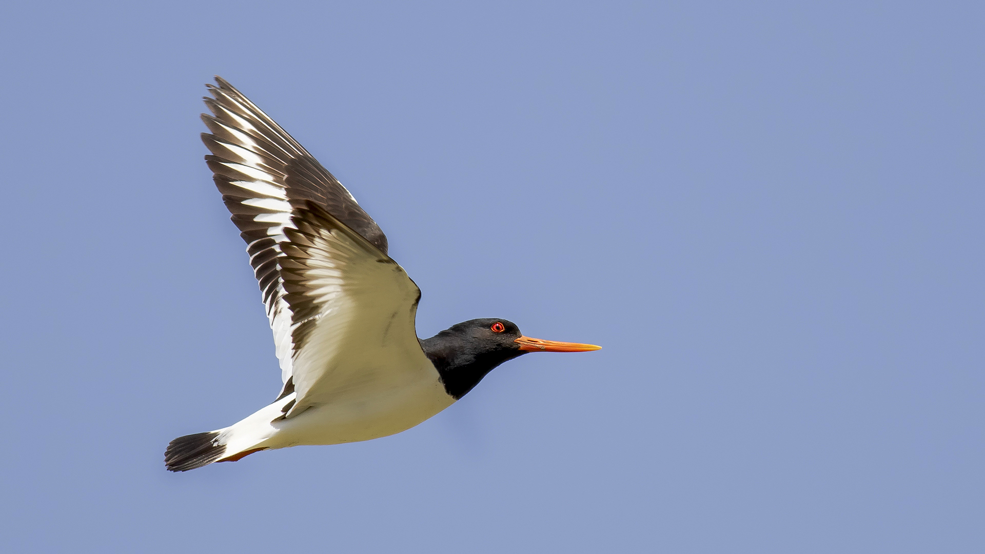 Eurasian Oystercatcher