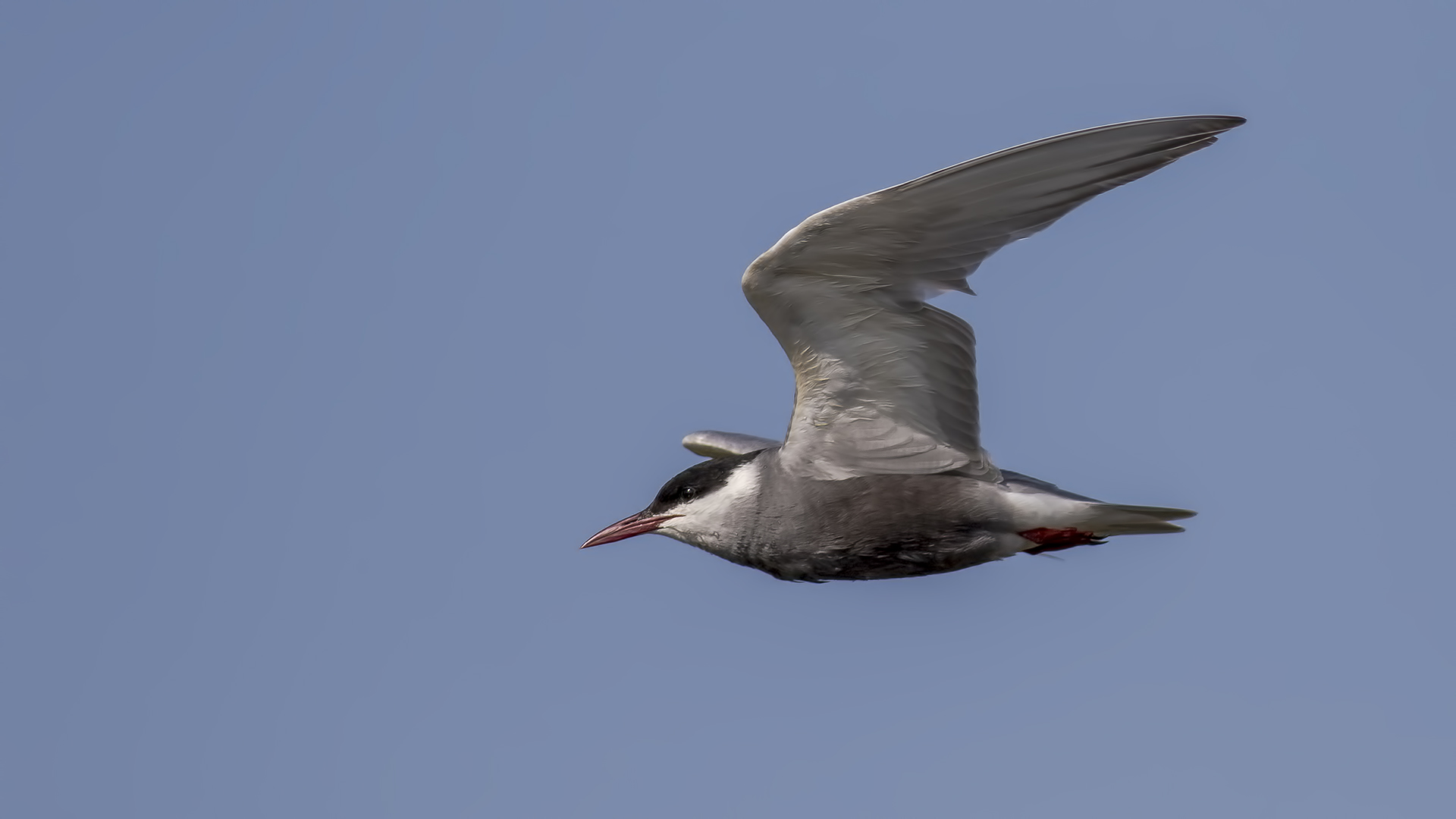 Whiskered Tern