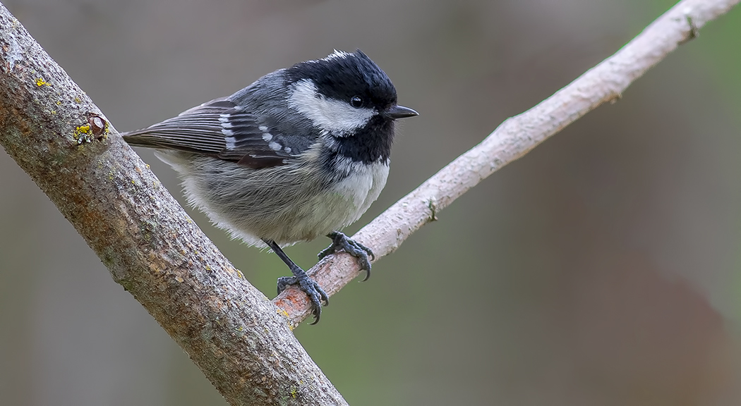 Coal Tit
