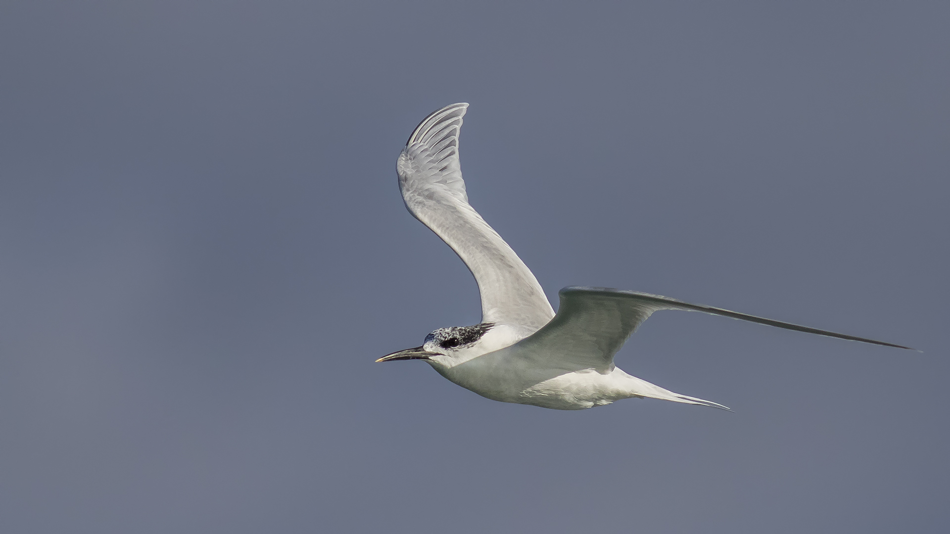 Sandwich Tern