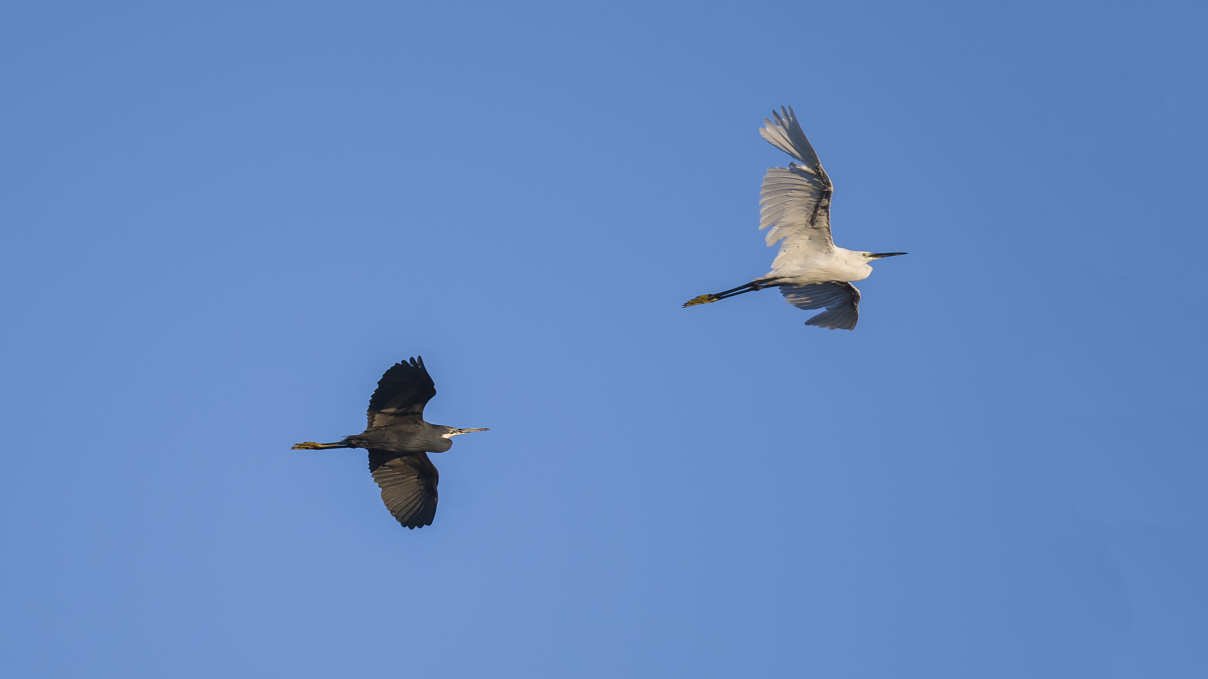 Western Reef-Heron