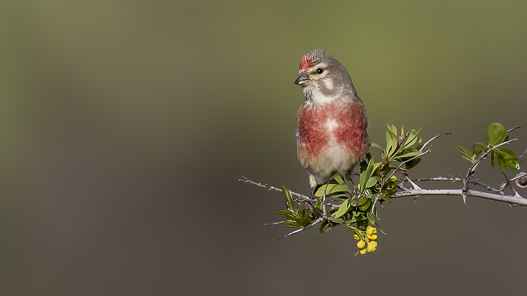 Eurasian Linnet