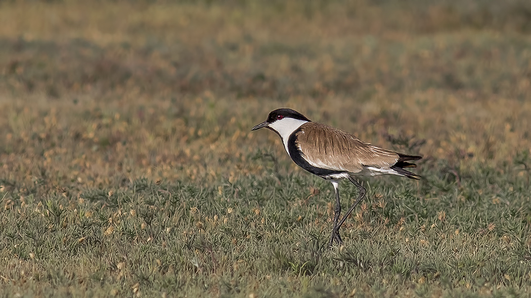 Spur-winged Lapwing