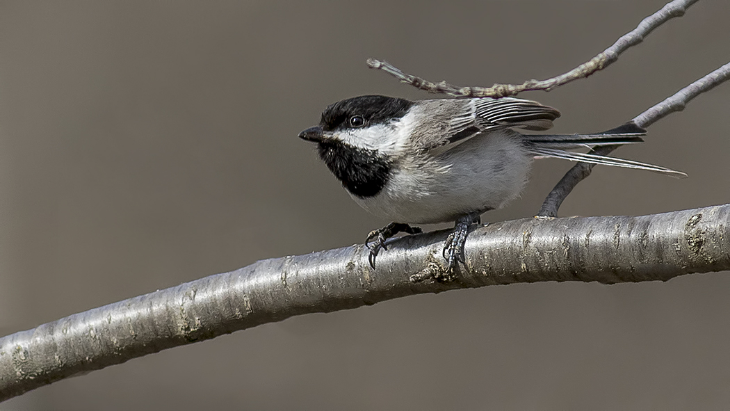 Sombre Tit — Ana fotoğraf
