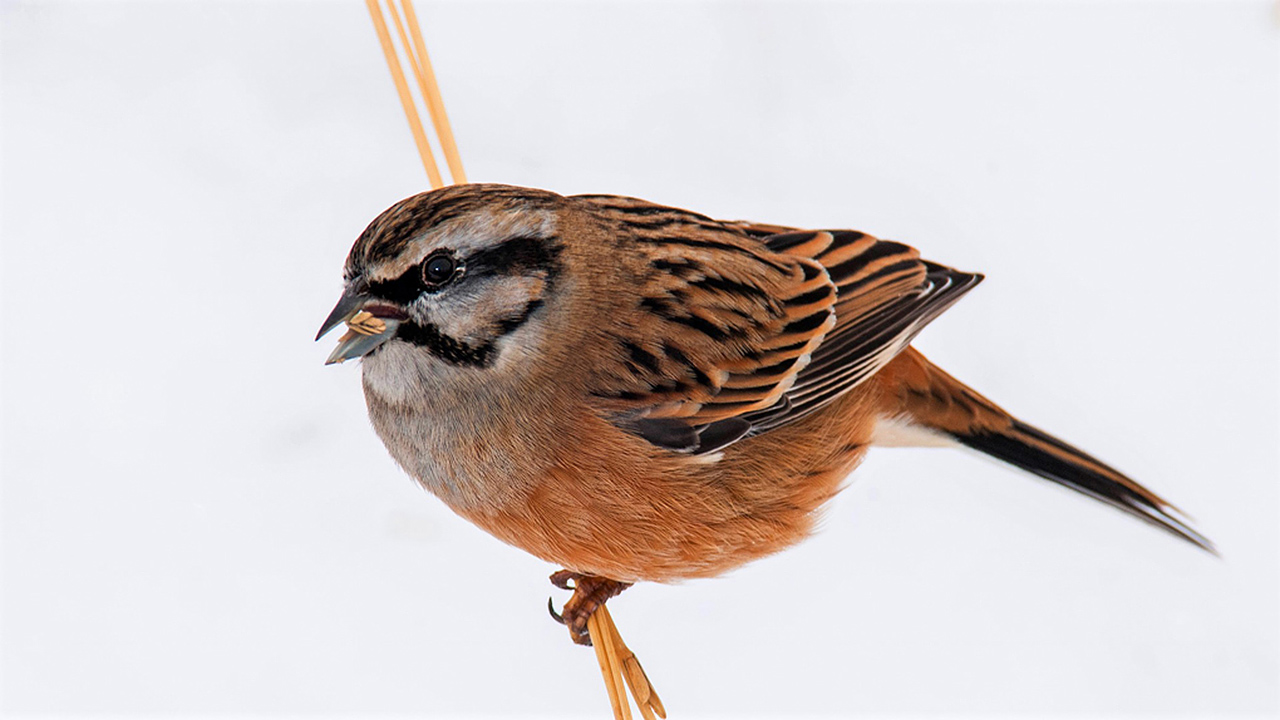 Rock Bunting