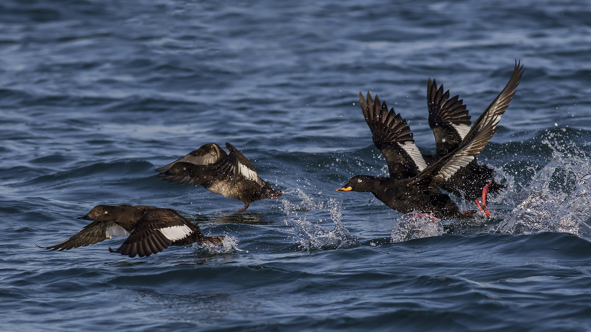 Velvet Scoter