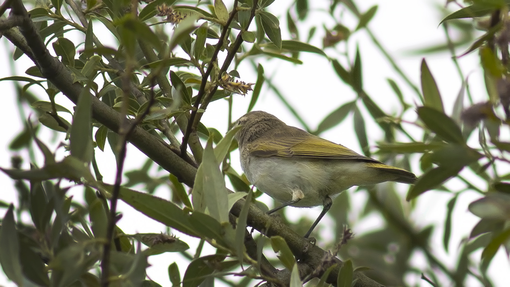 Eastern Bonelli's Warbler