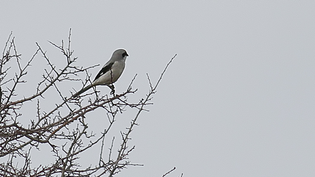 Great Gray Shrike — Ana fotoğraf