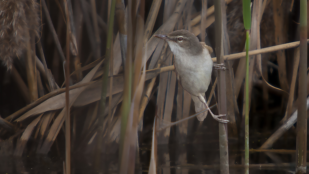 Great Reed Warbler — Ana fotoğraf