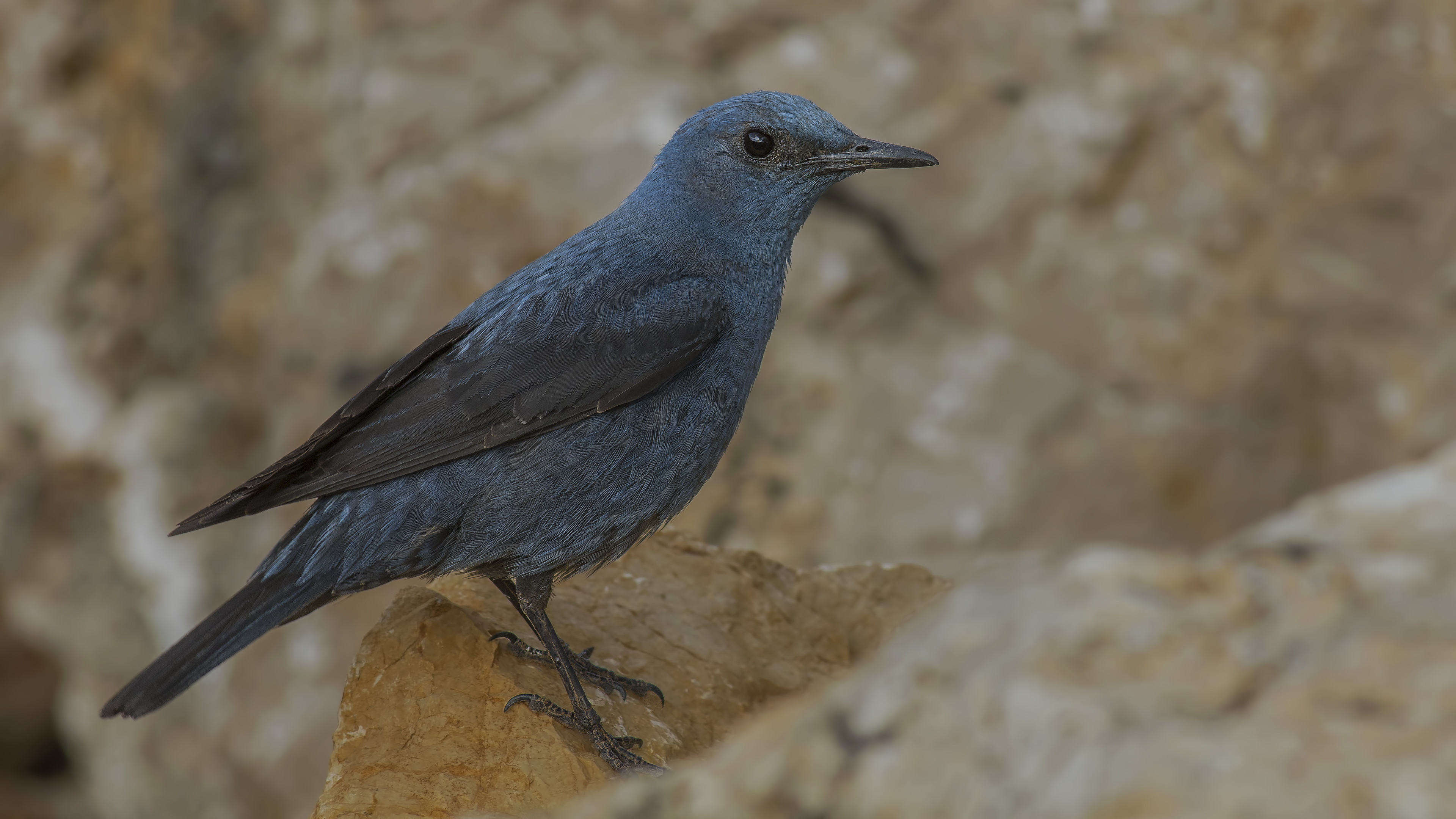 Blue Rock-Thrush