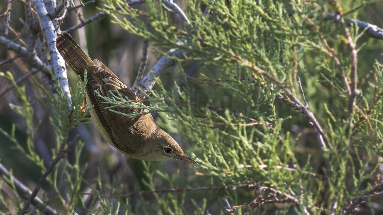 Eurasian Reed Warbler