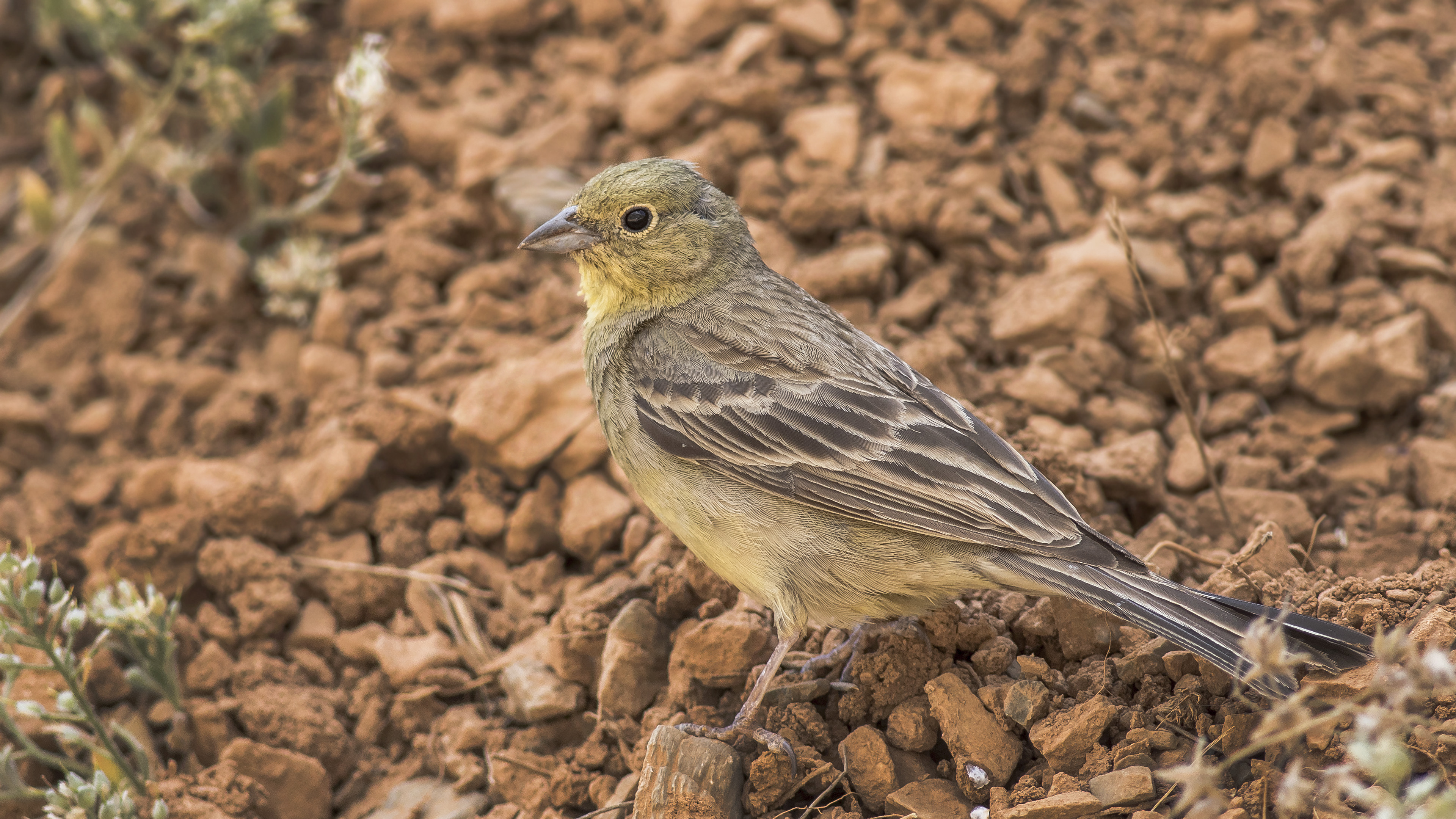 Cinereous Bunting — Ana fotoğraf