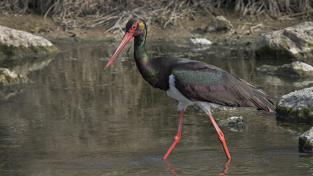 Black Stork — Ana fotoğraf