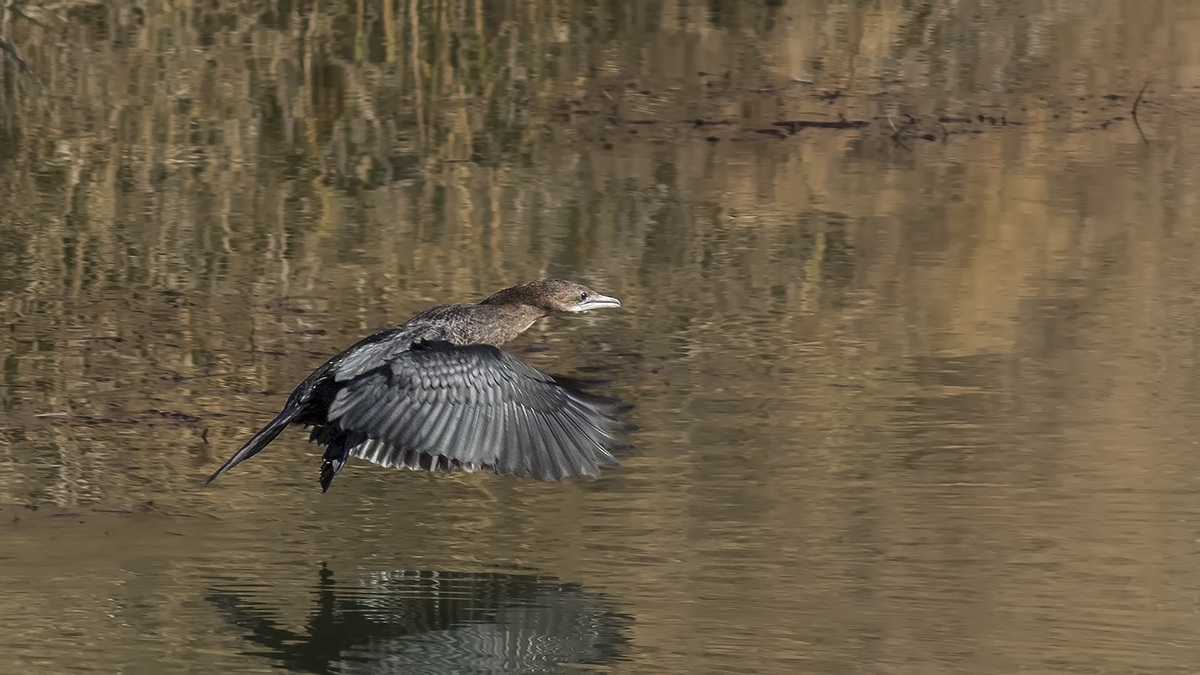 Pygmy Cormorant