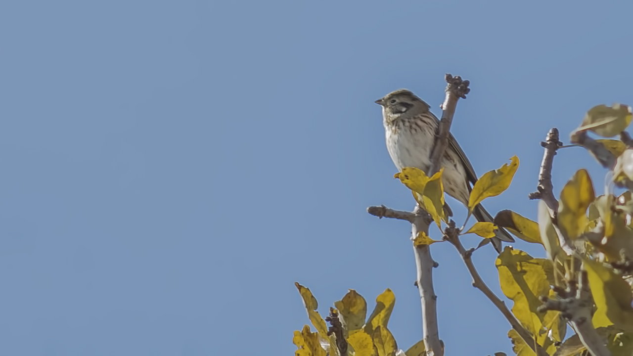 Pine Bunting — Ana fotoğraf