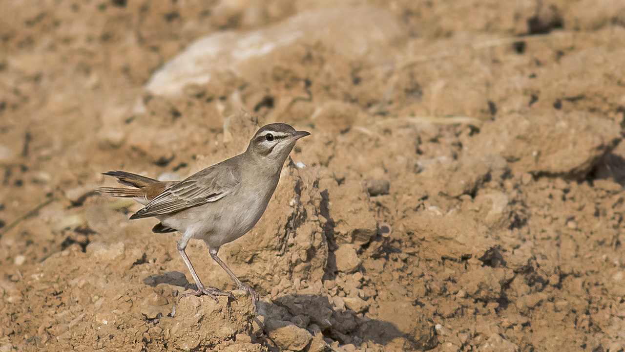 Rufous-tailed Scrub-Robin