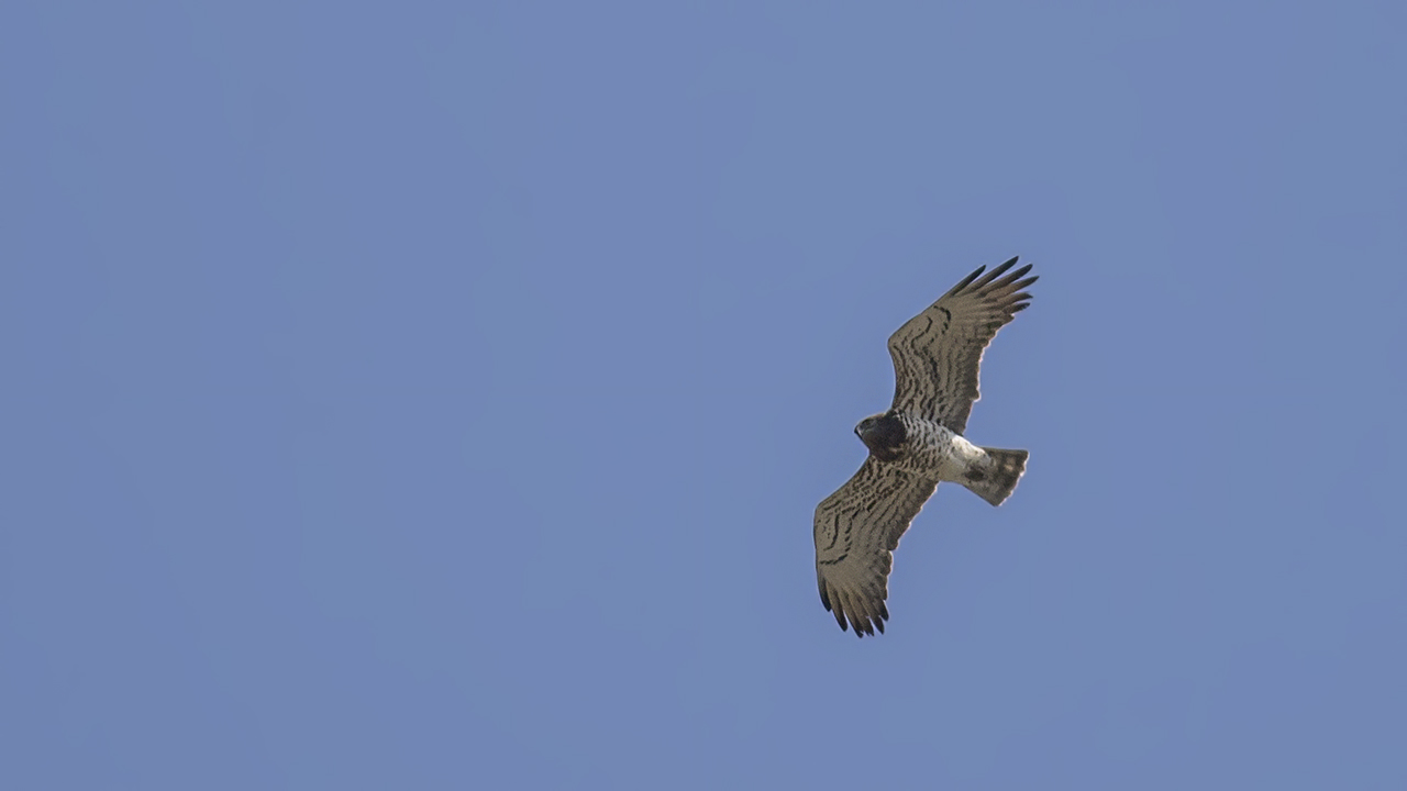 Short-toed Snake-Eagle