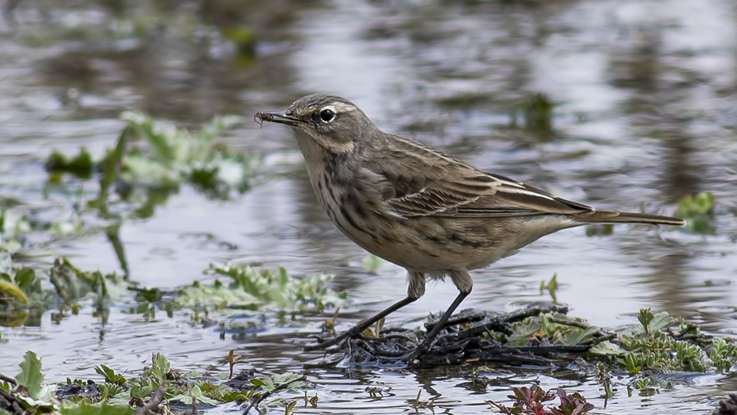 Water Pipit — Ana fotoğraf