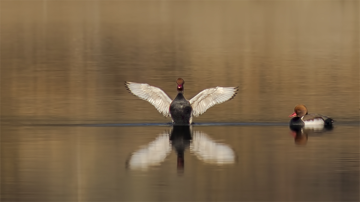 Red-crested Pochard