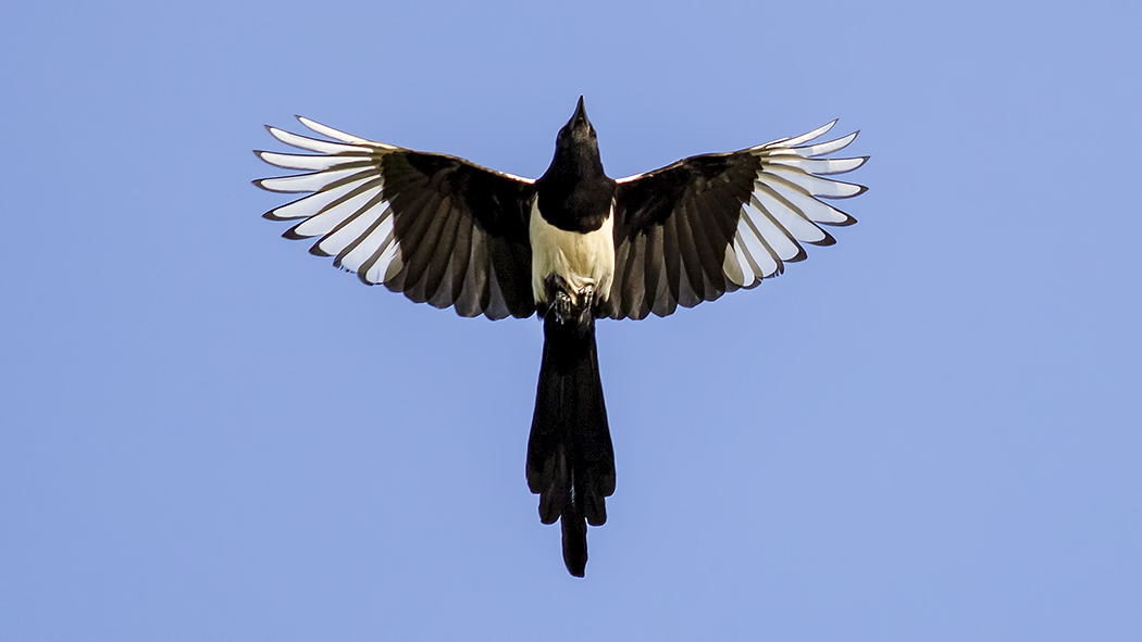 Eurasian Magpie