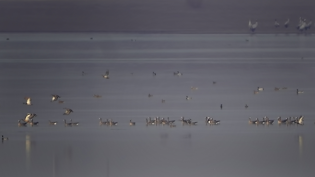 Barnacle Goose