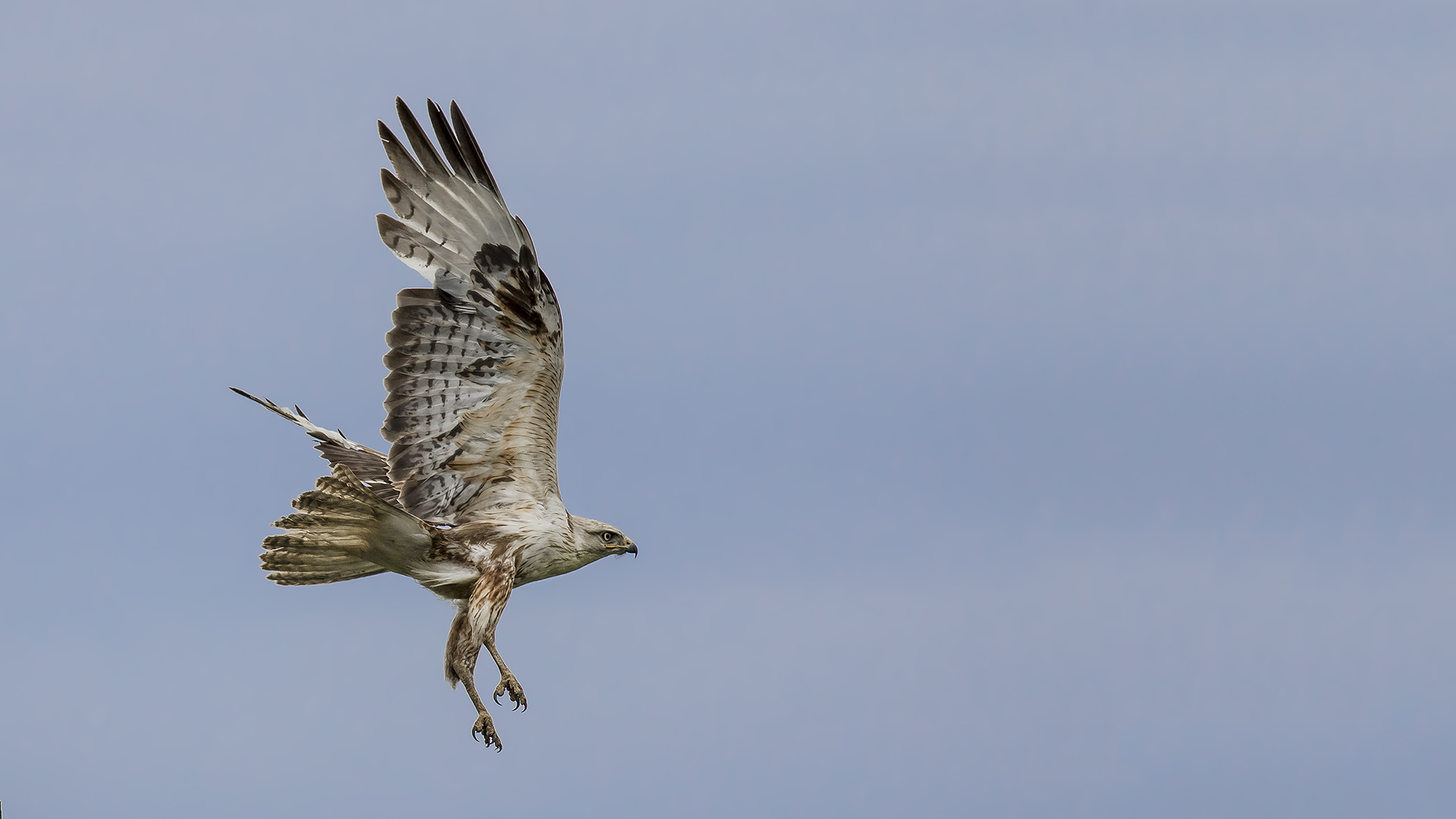Long-legged Buzzard
