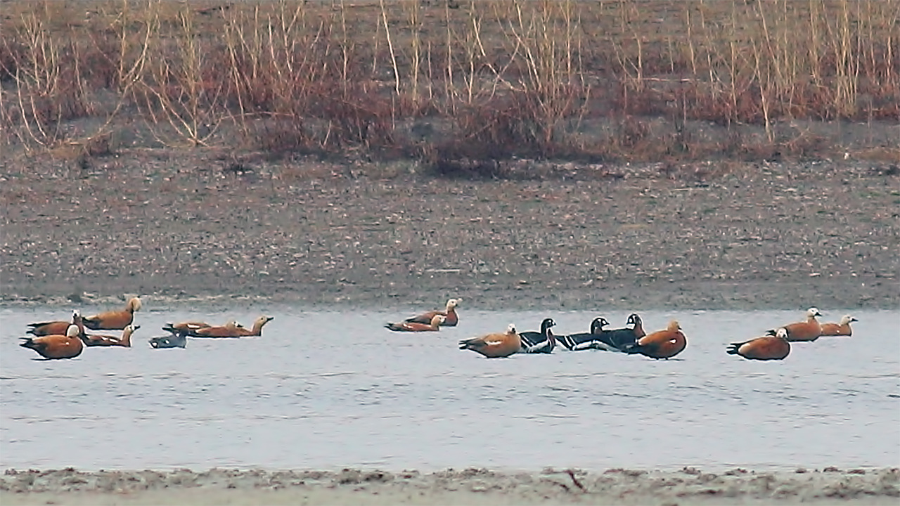 Red-breasted Goose