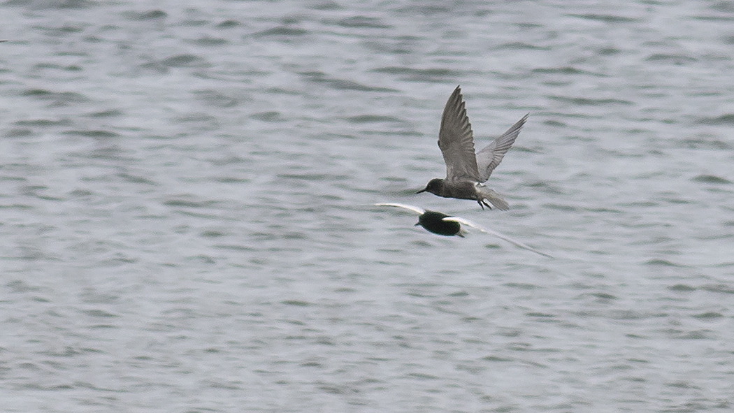 Black Tern