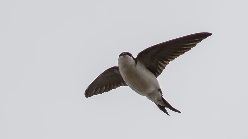 Common House-Martin