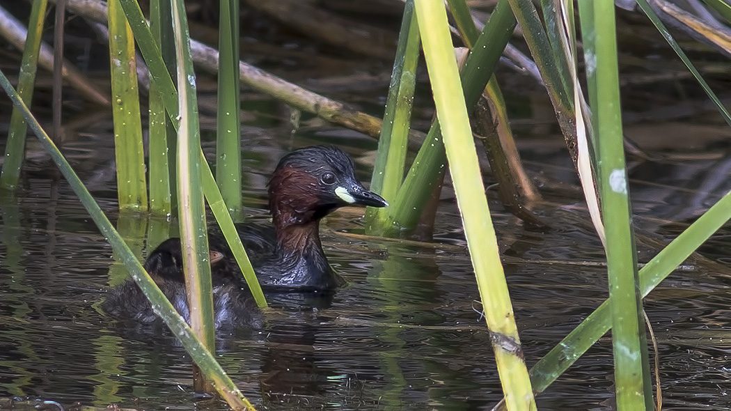 Little Grebe — Ana fotoğraf