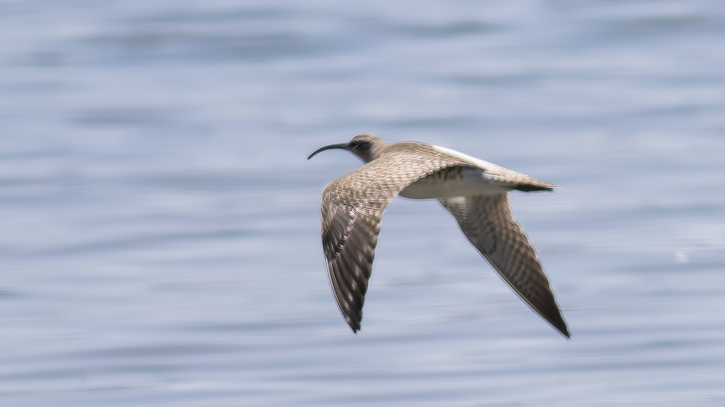 Whimbrel