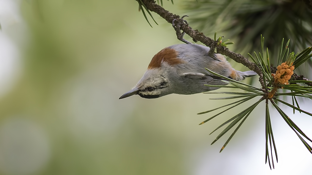 Krüper's Nuthatch